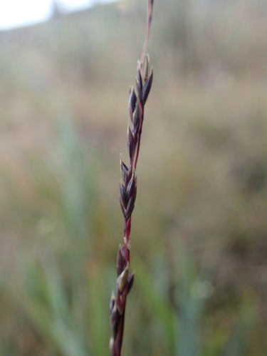 Festuca toca