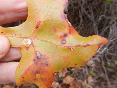 Macrodiplosis majalis