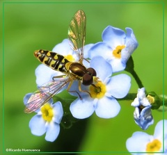 Toxomerus vertebratus