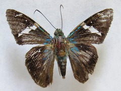 Telegonus azul