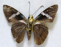 Telegonus azul