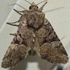 Mesoligia literosa