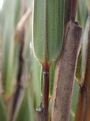 Chusquea tessellata
