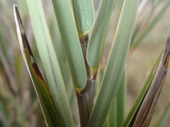 Chusquea tessellata