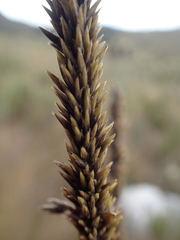 Chusquea tessellata