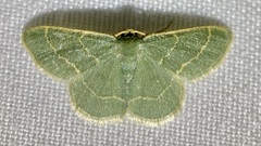 Chlorochlamys phyllinaria