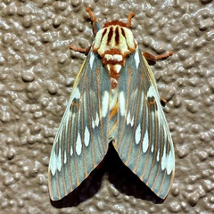 Citheronia splendens sinaloensis