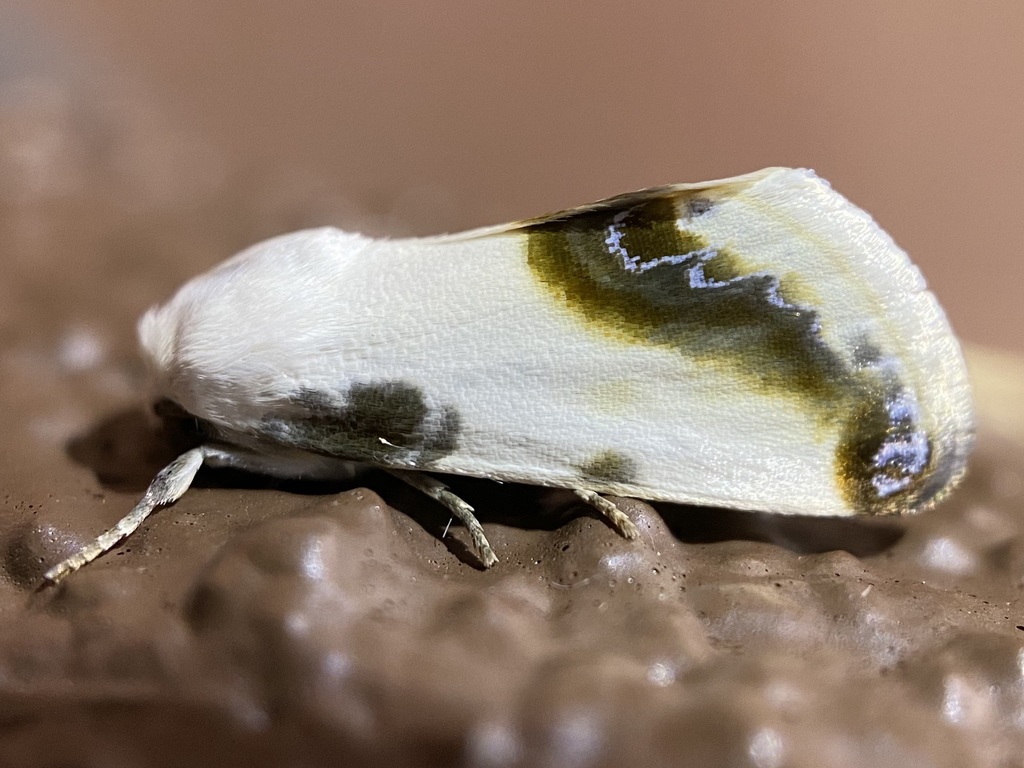 Acontia chea