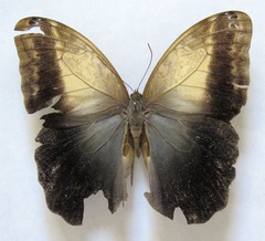 Caligo telamonius memnon