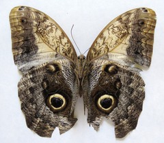 Caligo telamonius memnon