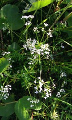 Galium palustre palustre