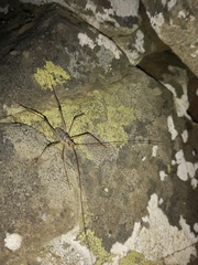 Pleioplectron rodmorrisi