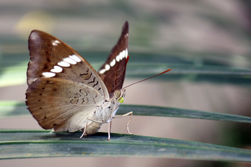 Common Baron