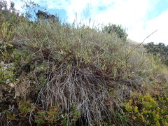 Aulonemia bogotensis
