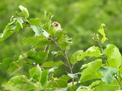 Paradoxornis guttaticollis