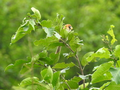 Paradoxornis guttaticollis