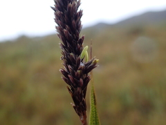 Chusquea tessellata