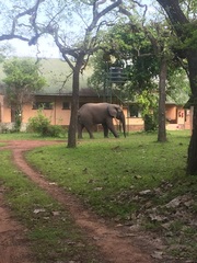 Loxodonta