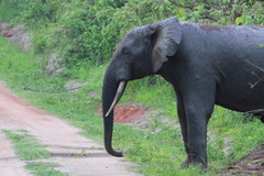 Loxodonta