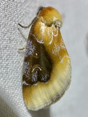 Chrysoecia scira