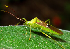 Homoeocerus bipunctatus