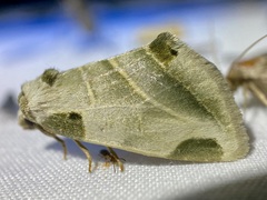 Heminocloa mirabilis