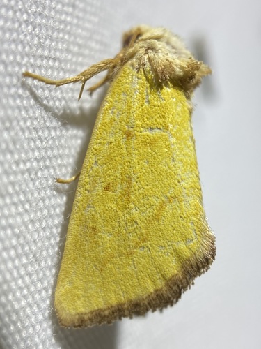 Lemon Nocloa photo 4