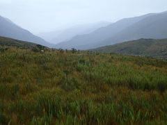 Chusquea tessellata