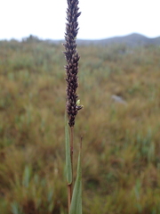 Chusquea tessellata
