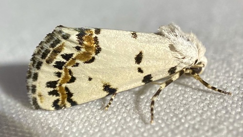 Grotella tricolor photo 3