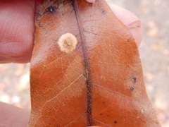 Polystepha quercifolia