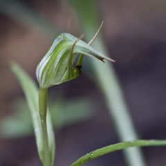 Pterostylis graminea
