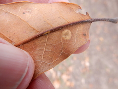 Polystepha quercifolia