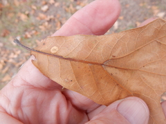 Polystepha quercifolia