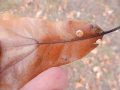 Polystepha quercifolia