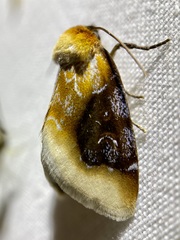 Chrysoecia scira