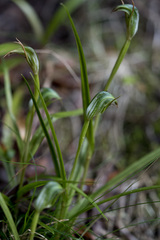 Pterostylis graminea