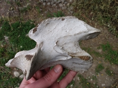 Equus caballus