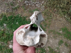 Equus caballus