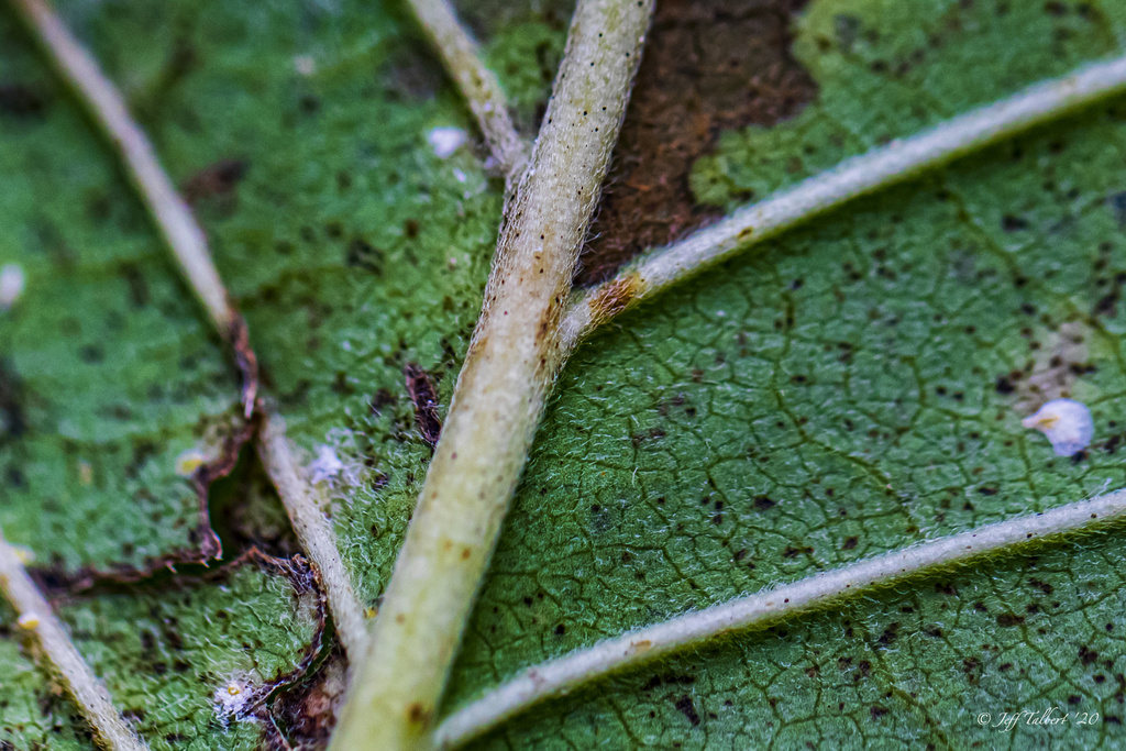 Cucumber tree From C J Laird Rd Ponce De Leon FL US On November 26 cucumber-tree-from-c-j-laird-rd-ponce-de-leon-fl-us-on-november-26