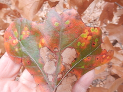 Polystepha quercifolia