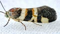 Spragueia funeralis