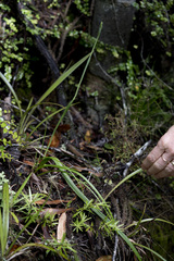 Thelymitra longifolia
