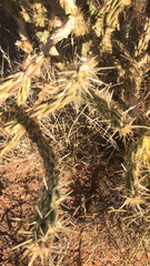 Cylindropuntia acanthocarpa