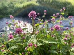 Persicaria thunbergii