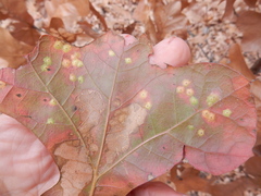 Polystepha quercifolia
