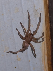 Gnaphosidae
