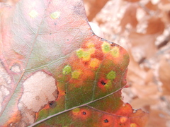 Polystepha quercifolia