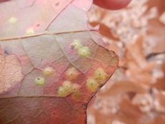 Polystepha quercifolia