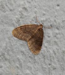 Operophtera brumata